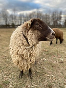 Visit Accokeek Foundation